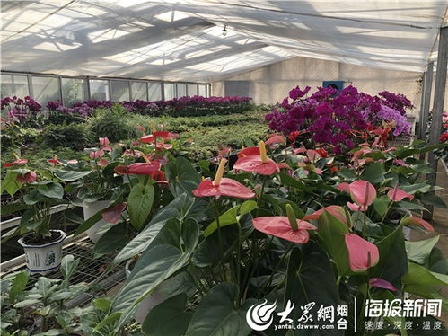 烟台鲜花市场