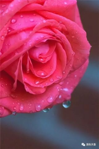 最漂亮的玫瑰花