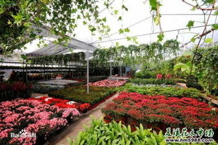 附近卖花草树木的市场