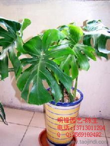 室内植物图片及名称大全 室内植物图片及名称大全