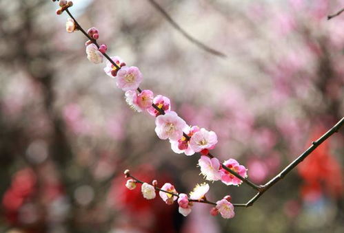 梅花花语象征与寓意