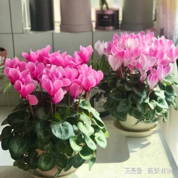 山海经仙气十足的花名