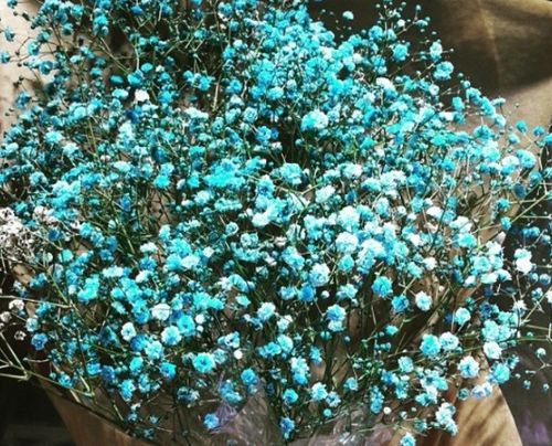 送满天星的十大禁忌