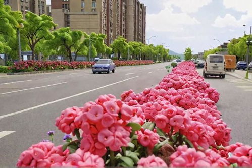 上海市奉贤金汇花卉批发