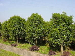 苗木免费求购信息 597苗木网