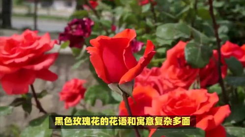 黑玫瑰花语的准确意思