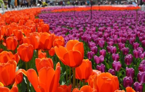 郁金香花的寓意和象征