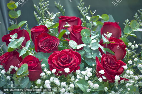 11朵玫瑰花图片大全 11朵玫瑰花图片大全