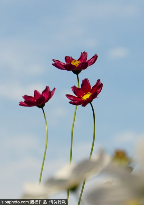 波斯菊花图片