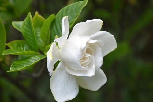 栀子花怎么养殖