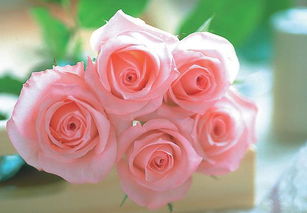 玫瑰花语19朵代表什么