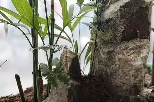 凤尾竹是什么样子及图片