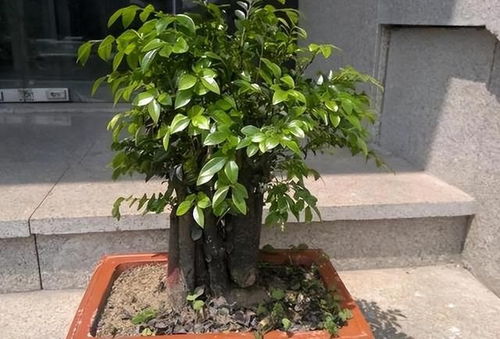 小叶发财树图片