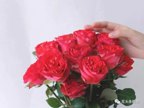 玫瑰花怎么养护