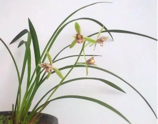 从风水上讲家里放兰花好吗