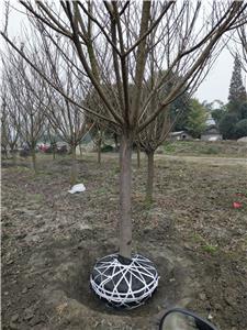 温江苗木批发基地