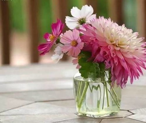 鲜花图片