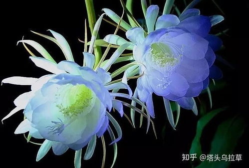 昙花的图片