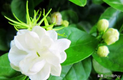 茉莉花花语