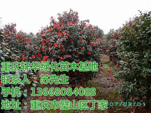 出售绿化苗木价格表