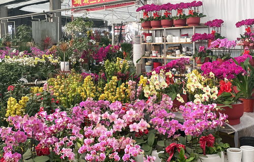 花卉市场批发各种花