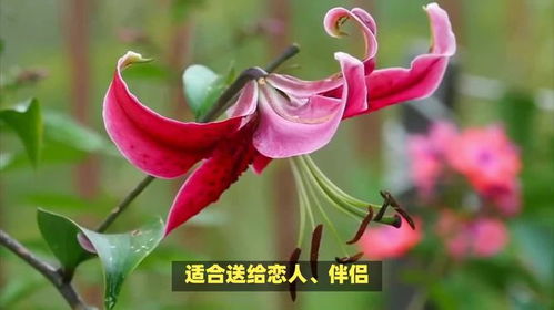 粉百合花的寓意