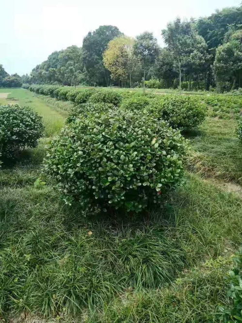 无刺构骨球图片大全