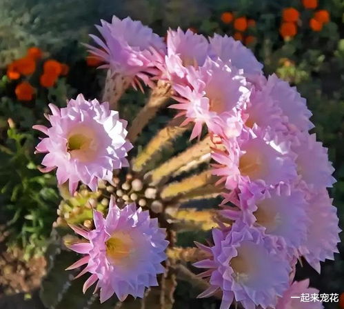 各种花的寓意大全