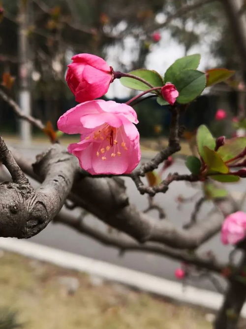 花叶蔓长春花花期