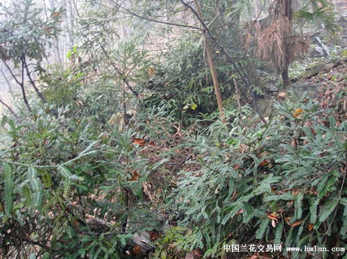 野生红豆杉图片