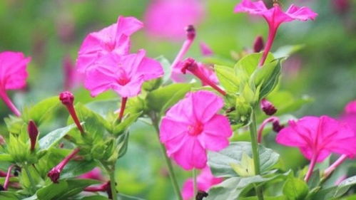夜来香花图片