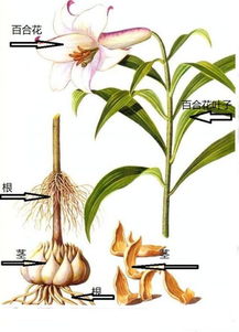 百合花长什么样子 百合花长什么样子