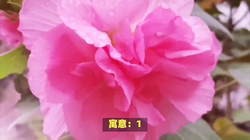 各种花的花语及寓意花语大全 各种花的花语及寓意花语大全