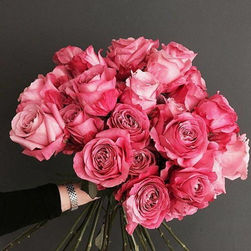 粉色玫瑰花语是什么意思
