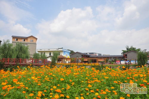 鲜花盛开的村庄30集完整版