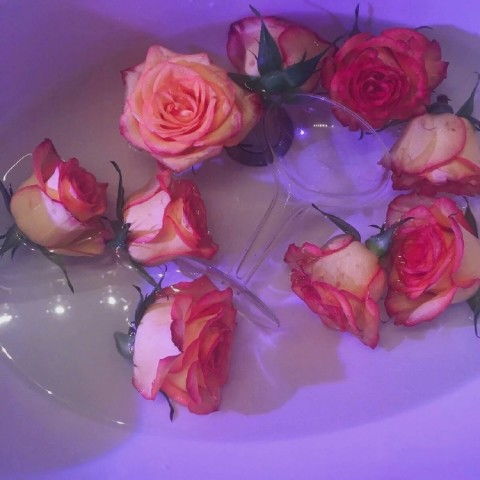 玫瑰花图片ins高级质感