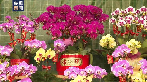 澳门市花