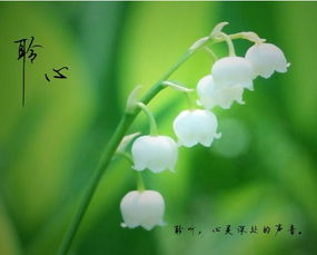 铃铛花花语