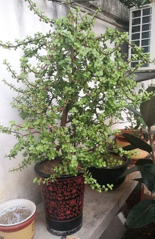 金枝玉叶怎么养才开花