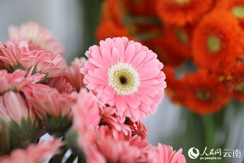 鲜花种类及图片大全
