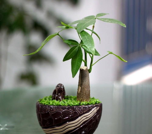 发财树的养护