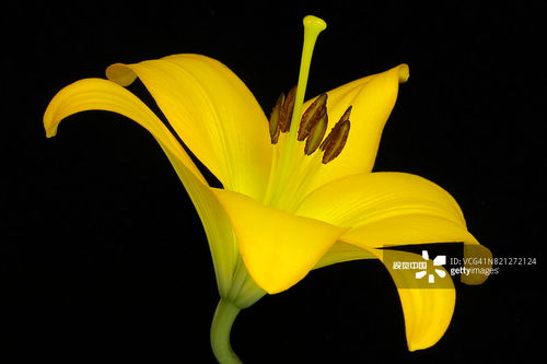 百合花不同颜色的寓意