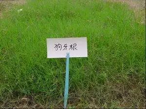 狗牙根和结缕草的区别 狗牙根和结缕草的区别