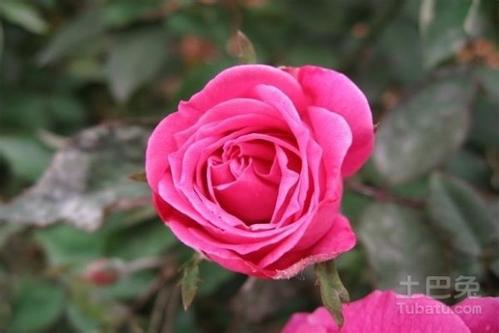 六朵玫瑰花代表什么意思