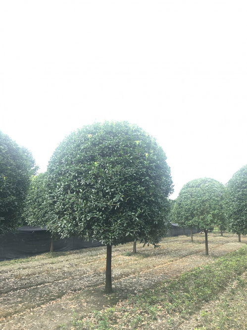十年以上桂花树10公分价格