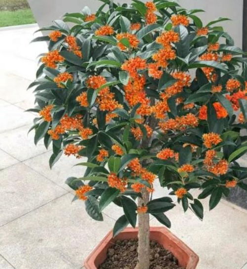 镇宅最好三种花