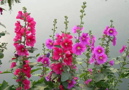 蜀葵什么时候开花