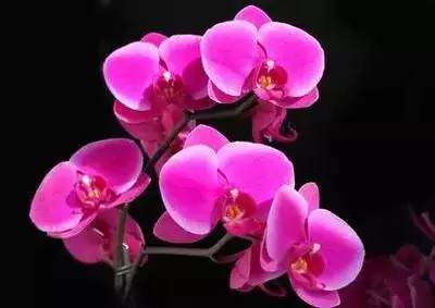 1到100的花语是什么 1到100的花语是什么