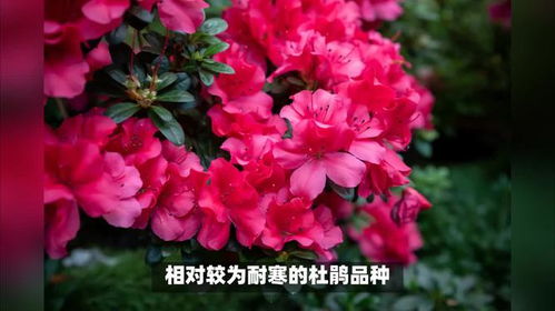 怎样养杜鹃花之方法大全