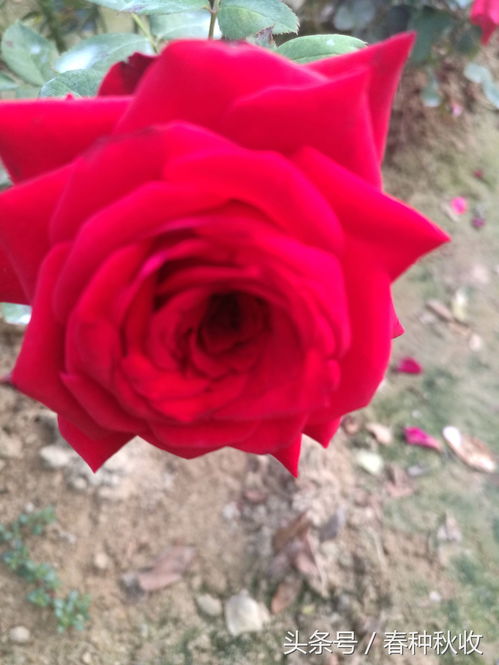 玫瑰花基地及联系方式